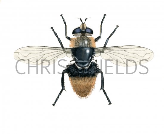 Illustration of Hoverfly (Merodon equestris) female (#4284)