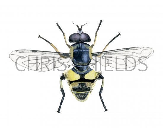 Illustration of Hoverfly (Myathropa florea) (#4296)