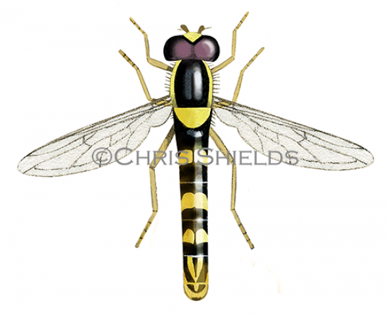 Illustration of Hoverfly (Sphaerophoria scripta) (#4297)