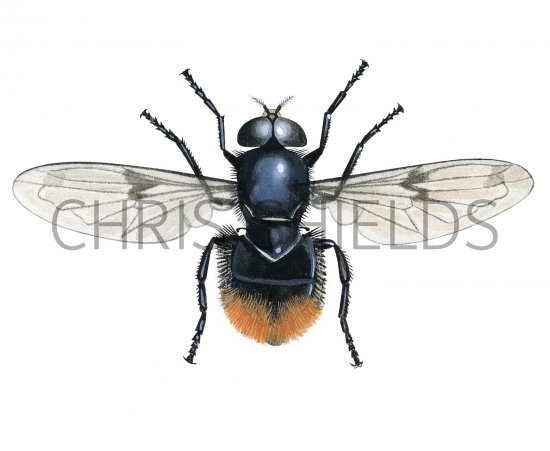 Illustration of Hoverfly (Volucella bombylans) (#2529)