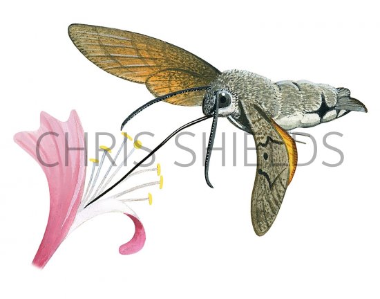Illustration of Hummingbird Hawkmoth (Macroglossum stellatarum) (#3418)