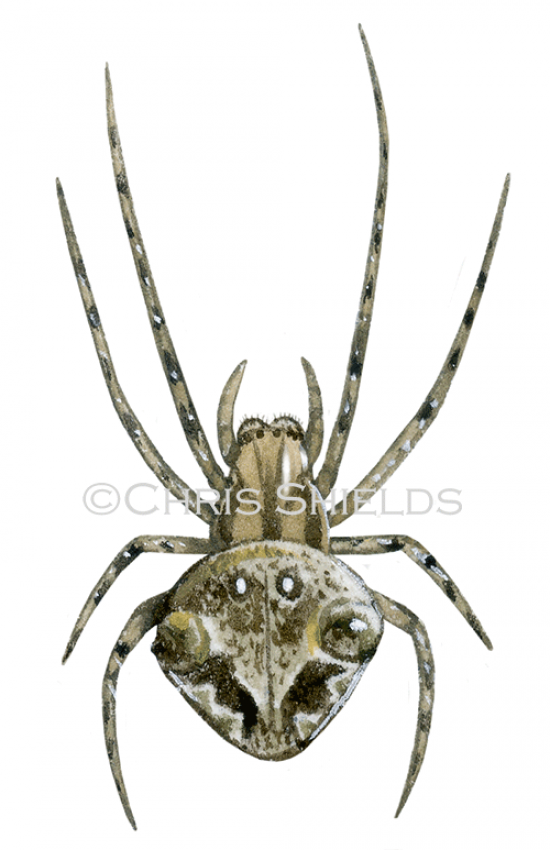 Illustration of Humped Orbweaver Spider (Gibbaranea gibbosa) (#4699)