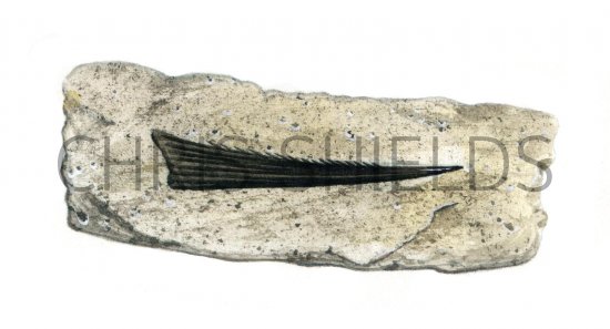 Illustration of Hybodont Shark (Hybodus Fin Spine) (#0094)