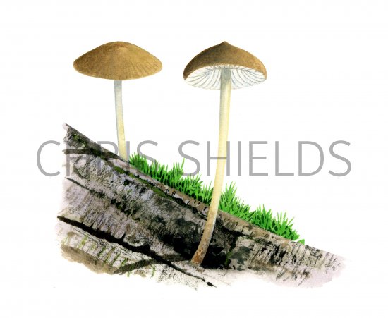 Illustration of Hydropus floccipes (#4114)