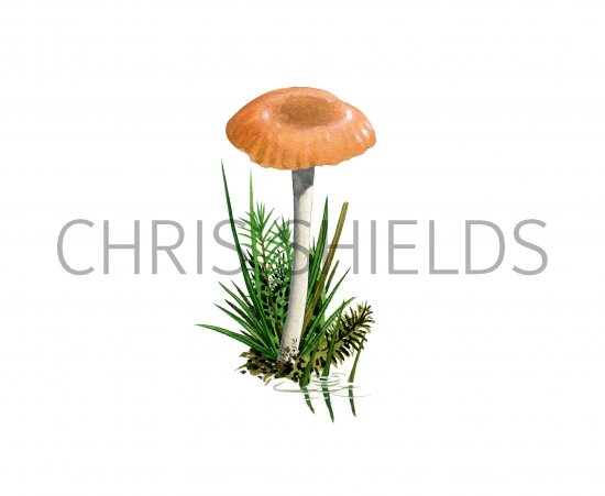Illustration of Hygrocybe citrinopallida (#3802)