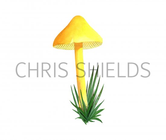 Illustration of Hygrocybe persistens var. konradi (Persistent Waxcap) (#3803)