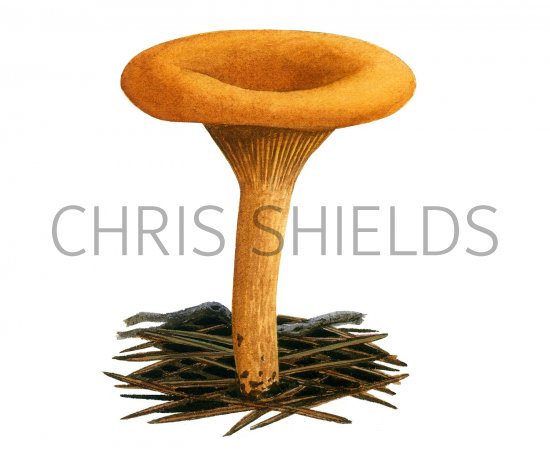 Illustration of Hygrophoropsis aurantiaca (False Chanterelle) (#2321)