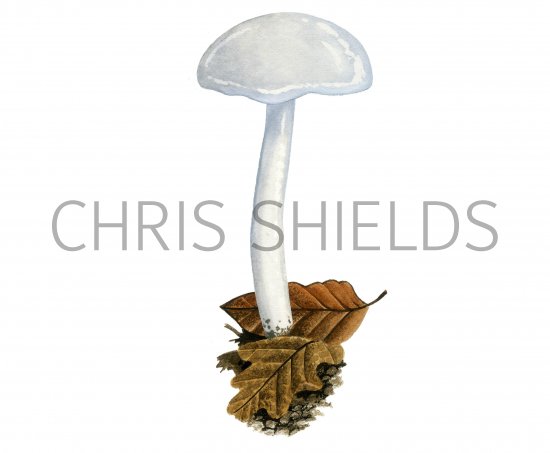 Illustration of Hygrophorus eburneus (Ivory Woodwax) (#3859)
