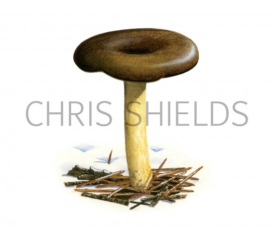Illustration of Hygrophorus hypothejus (Herald of Winter) (#3838)