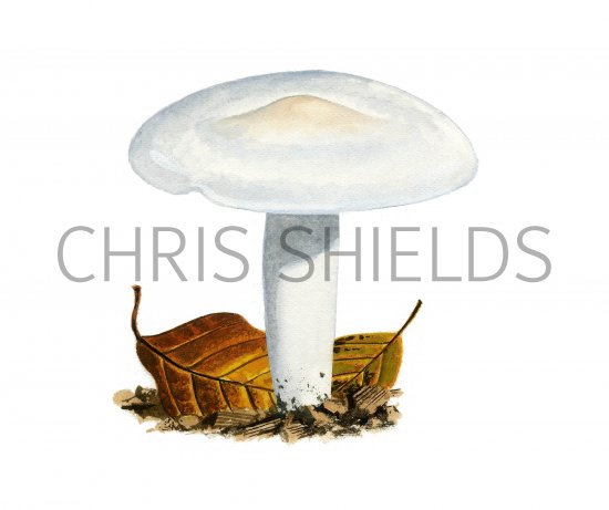Illustration of Hygrophorus penarius (Matt Woodwax) (#3844)