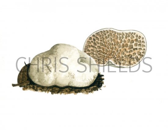 Illustration of Hymenogaster arenarius (#1984)