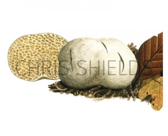 Illustration of Hymenogaster olivaceus (#1967)