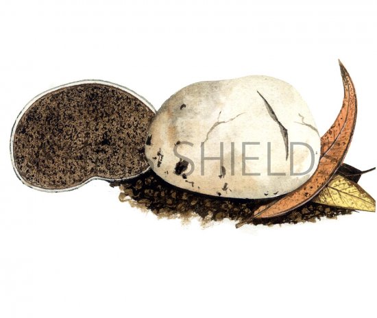 Illustration of Hysterangium album (#1997)