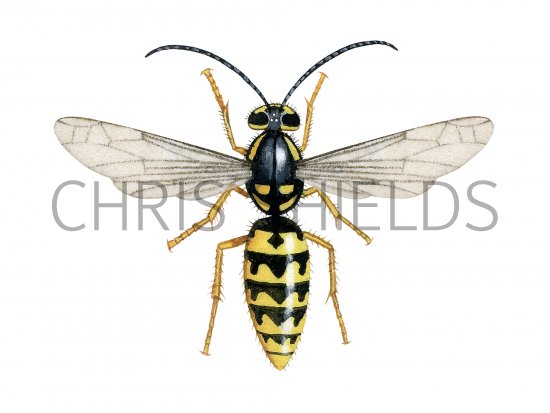 Illustration of German Wasp male (Vespula germanica) (#4107)