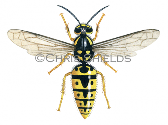 Illustration of German Wasp female (Vespula germanica) (#3155)