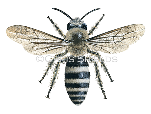 Illustration of Davies Mining Bee (Colletes daviesanus) (#0403)