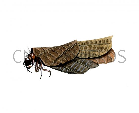 Illustration of Mottled Sedge Larvae (Glypholaelius pellucidus) (#3121)