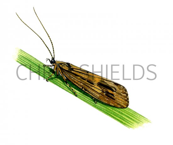 Illustration of Great Red Sedge (Phryganis grandis) (#3122)