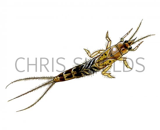 Illustration of Mayfly or Greendrake Nymph (Ephemera) (#3130)