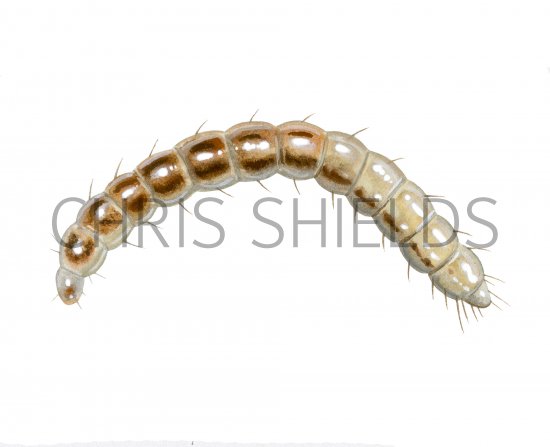 Illustration of Flea Larvae (#4095)