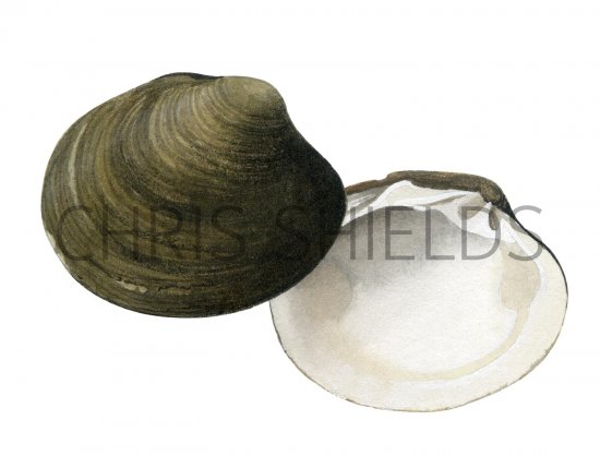 Illustration of Icelandic Cyprine (Arctica islandica) (#2339)