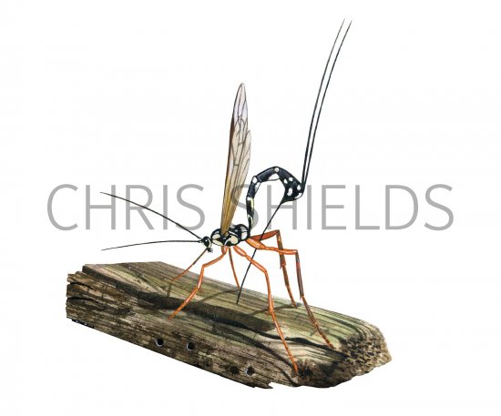 Illustration of Ichneumon Wasp (Rhyssa persuasoria (#3140)