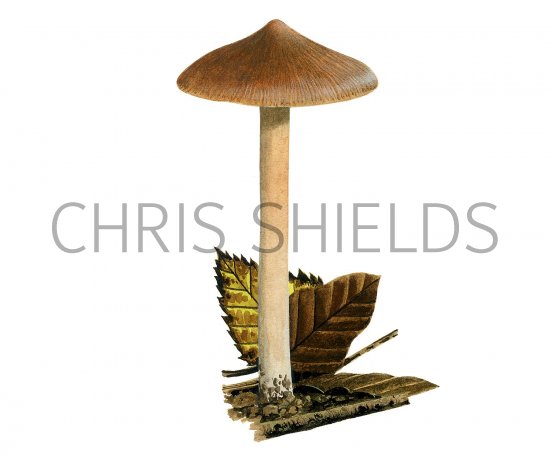 Illustration of Inocybe Nitidiuscula (#3487)