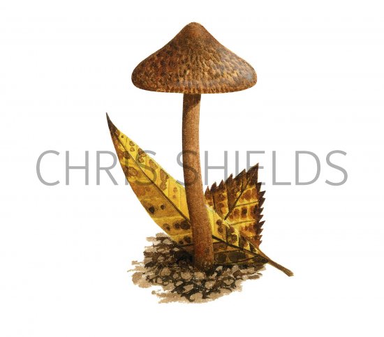 Illustration of Inocybe calospora (#3560)
