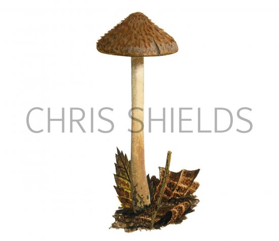 Illustration of Inocybe cincinnata var. cincinnata (Collared Fibrecap) (#3531)
