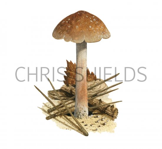 Illustration of Inocybe jacobi (Pineling Fibrecap) (#3550)