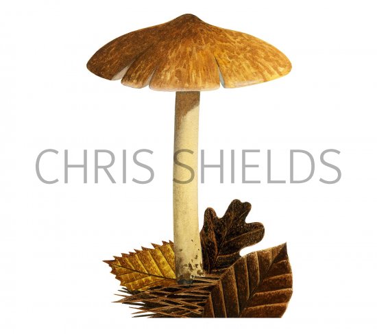 Illustration of Inocybe posterula (#3543)