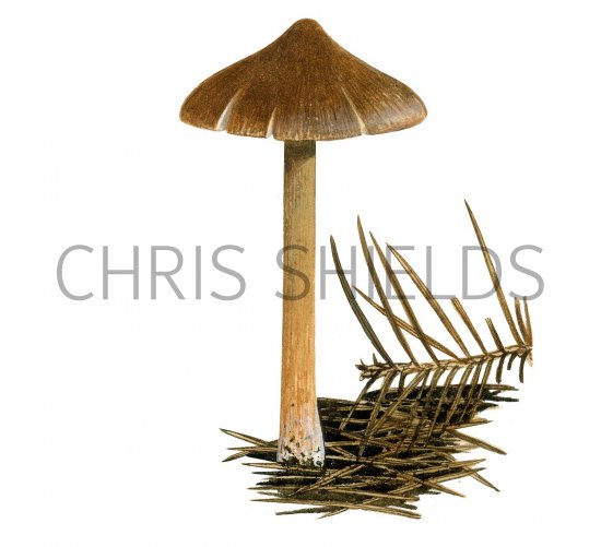 Illustration of Inocybe striata (#3529)