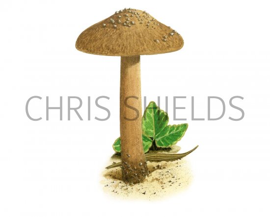 Illustration of Inocybe vulpinella (Foxy Fibrecap) (#3471)