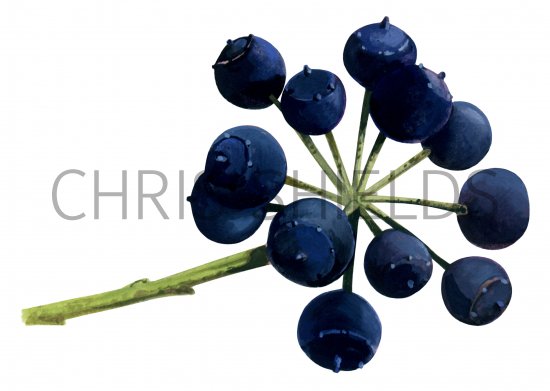 Illustration of Ivy Berries ((Hedera helix) (#2785)