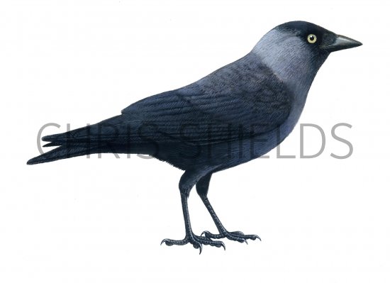 Illustration of Jackdaw (Corvus monedula) (#1170)