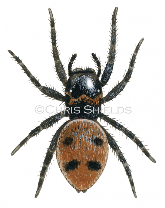 Illustration of Jumping Spider (Evarcha-falcata) (#4705)