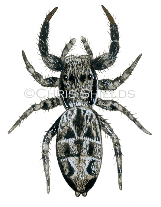 Illustration of Jumping Spider (Marpissa muscosa) (#4271)