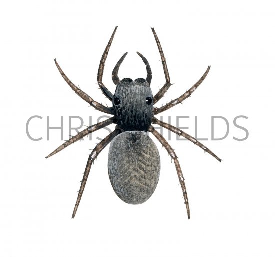 Illustration of Jumping Spider (Neon reticulatus) (#2927)