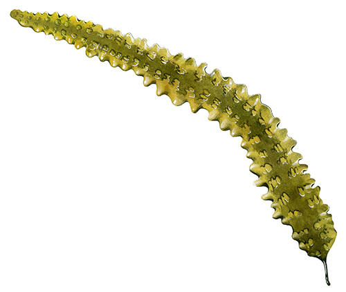 Illustration of Kelp (Sea Belt) Laminaria saccharina) (#1522)