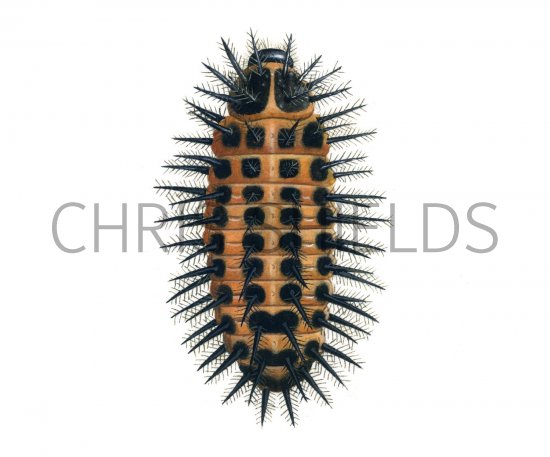 Illustration of Kindney-spot Ladybird Larvae (Chilocorus renipustulatus) (#1797)