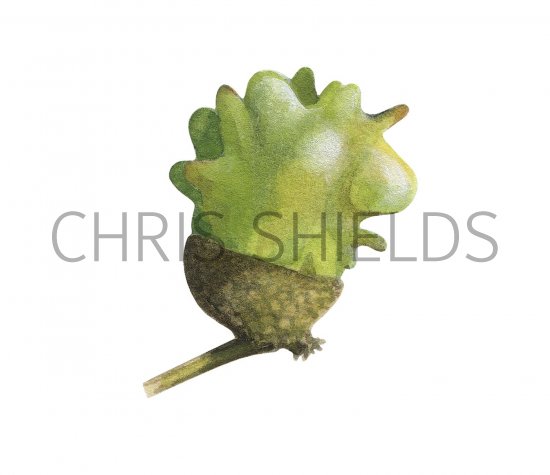 Illustration of Knapper Gall (Andricus quercuscalicis) (#2874)