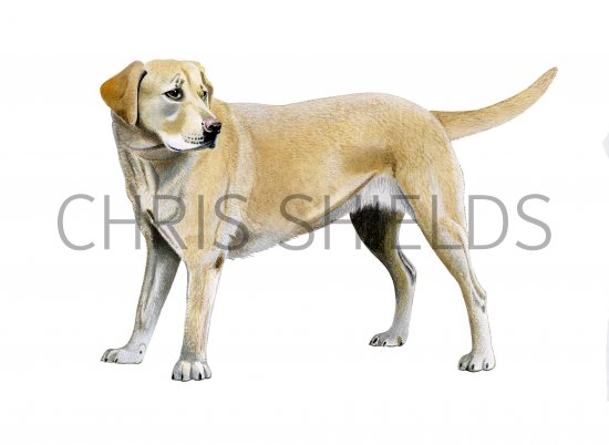 Illustration of Labrador Dog (Canis lupus familiaris) (#3749)