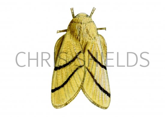 Illustration of Lackey Moth (Malacosoma neustria) (#1259)