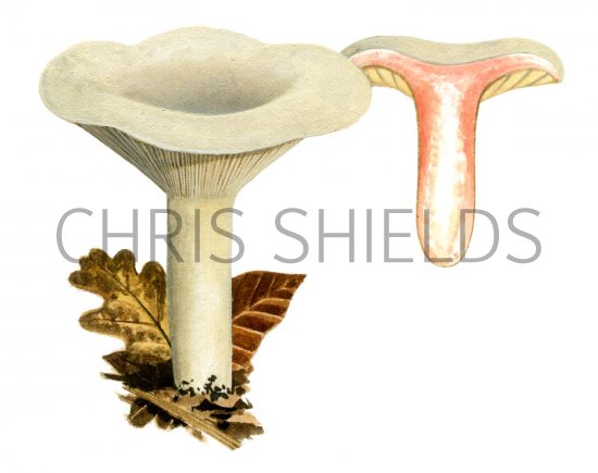 Illustration of Lactarius acris (#1928)