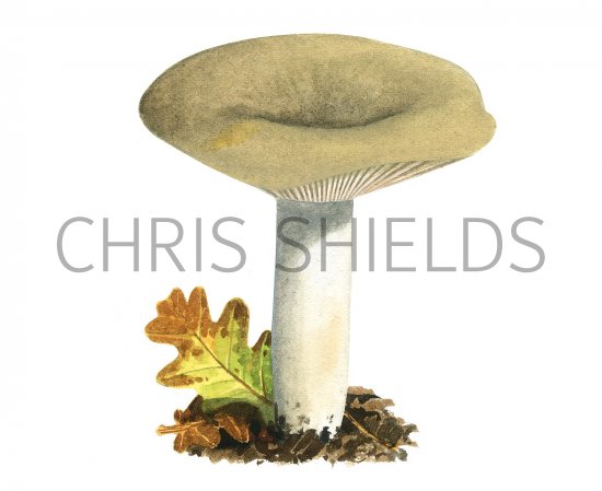 Illustration of Lactarius azonites (#3501)