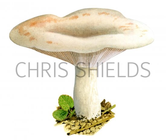 Illustration of Lactarius controversus (#1921)