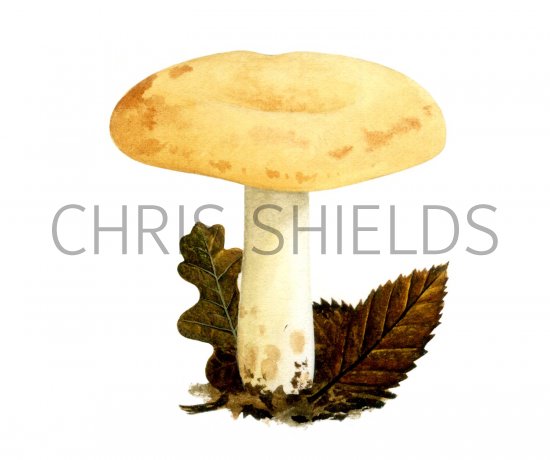Illustration of Lactarius flavidus (#1912)
