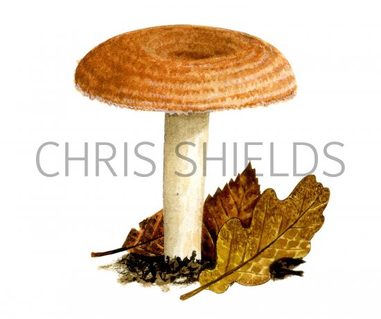 Illustration of Lactarius mairei (#1923)