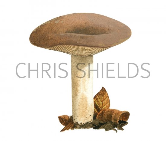 Illustration of Lactarius pterosporus (#3504)