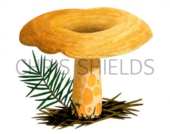 Illustration of Lactarius salmonicolor (#1924)
